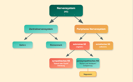 Im Diagramm: Der Aufbau des Nervensystems